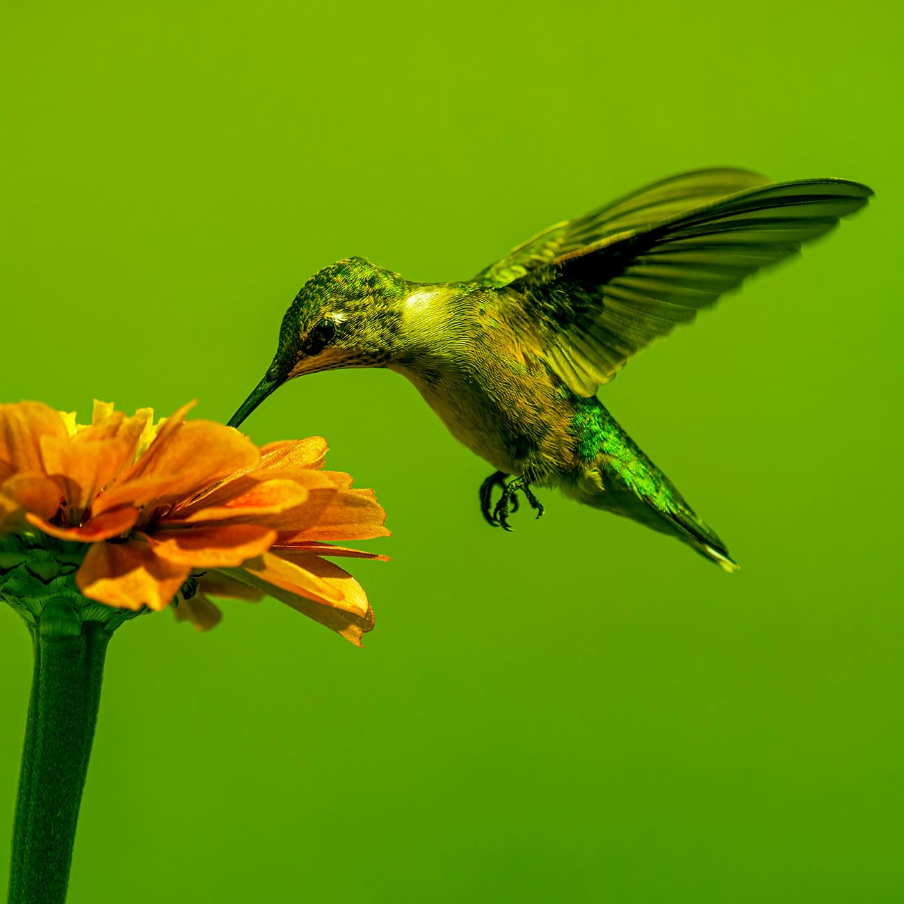 Colibrí y flor
